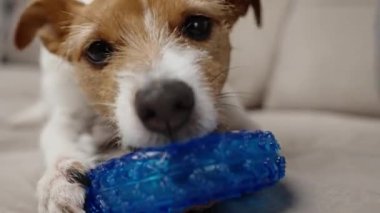 Evde oyuncaklarla oynayan sevimli bir köpek. Evcil hayvanlara kauçuk halkadan yemek ikram edilir. Aktif Jack Russell teriyer köpek çiğneme oyuncağı