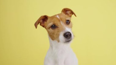 Curious interested dog looks into camera and turns his head in different directions. Jack russell terrier closeup portrait on yellow background. Funny pet