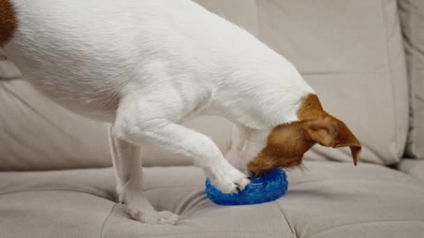 Гарний Собака Грає Вдома Іграшкою Пет Отримує Їжу Від Каучукового — стокове відео