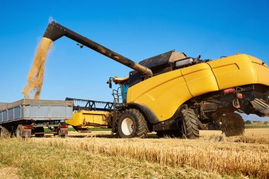 Yellow combine harvester pouring grain into tractor trailer. Harvest season.