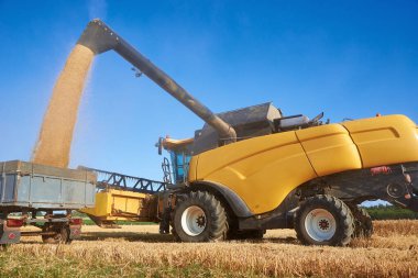 Yellow combine harvester pouring grain into tractor trailer. Harvest season.