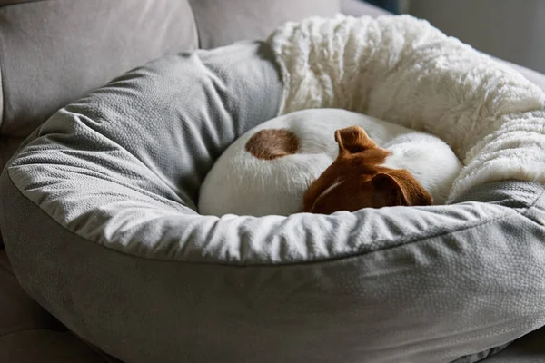 Cute dog lying in his bed. Bored lonely pet sleeping at home.