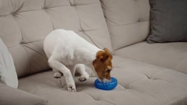 Evde oyuncaklarla oynayan sevimli bir köpek. Evcil hayvanlara kauçuk halkadan yemek ikram edilir. Aktif Jack Russell teriyer köpek çiğneme oyuncağı