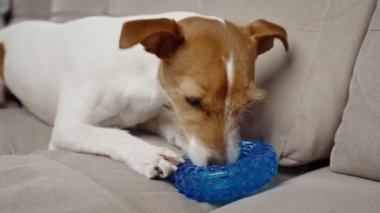 Evde oyuncaklarla oynayan sevimli bir köpek. Evcil hayvanlara kauçuk halkadan yemek ikram edilir. Aktif Jack Russell teriyer köpek çiğneme oyuncağı