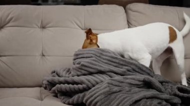 Active dog playing with blanket on sofa in living room, looking for hidden toy. Naughty pet, dog bad behavior