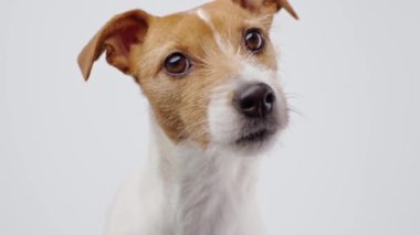 Curious interested dog looks into camera and turns his head in different directions. Jack russell terrier closeup portrait on white background. Funny pet