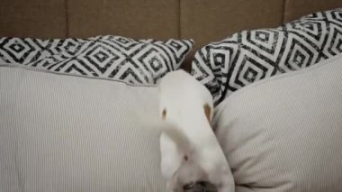 Oturma odasında yastıklarla oynayan aktif bir köpek, gizli oyuncak arıyor. Yaramaz hayvan, köpek kötü davranış