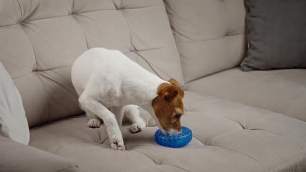 Lindo Perro Jugando Con Juguete Casa Mascotas Recibe Tratamiento Anillo — Vídeo de stock