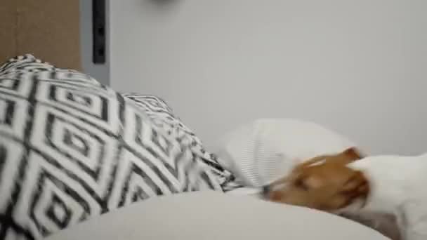 Ενεργό Σκυλί Παίζει Στο Κρεβάτι Στο Σαλόνι Ροκάνισμα Και Μάσημα — Αρχείο Βίντεο