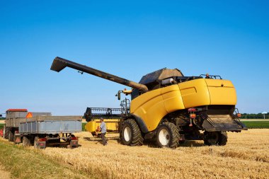 Yellow combine harvester pouring grain into tractor trailer. Harvest season.
