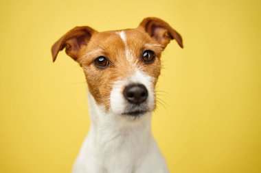 Curious interested dog looks into camera. Jack russell terrier closeup portrait on yellow background. Funny pet