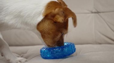 Evde oyuncaklarla oynayan sevimli bir köpek. Evcil hayvanlara kauçuk halkadan yemek ikram edilir. Aktif Jack Russell teriyer köpek çiğneme oyuncağı