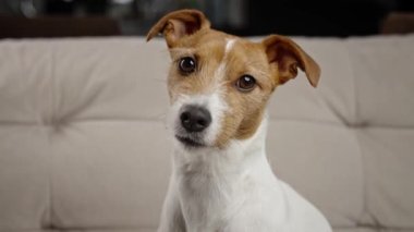 Curious interested dog looks into camera and turns his head in different directions. Jack russell terrier closeup portrait in living room. Funny pet