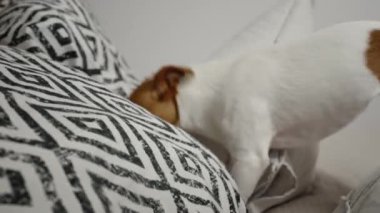 Active dog playing with pillows on bed in living room, looking for hidden toy. Naughty pet, dog bad behavior