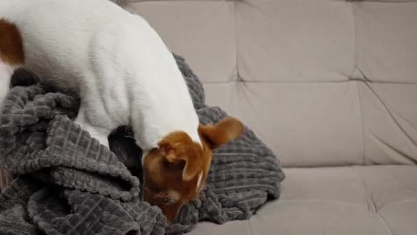 Aktywny Pies Bawiący Się Kocem Sofie Salonie Szukający Ukrytej Zabawki — Wideo stockowe