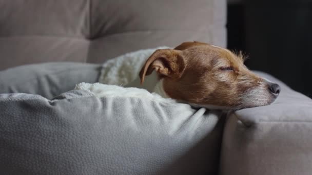 Close Portrait Cute Dog Lying Sofa Looking Window Bored Lonely — Stok Video