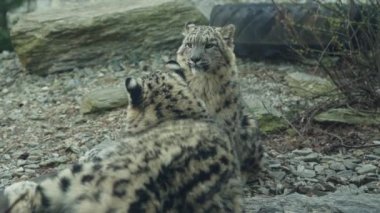 Two Snow Leopards resting in nature background. Panthera uncia potrait