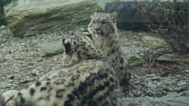 Dva Sněžní Leopardi Odpočívající Přírodním Prostředí Portrét Panthera Uncia — Stock video