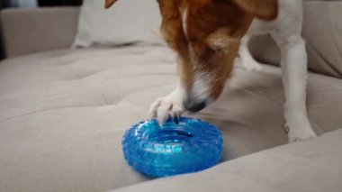 Evde oyuncaklarla oynayan sevimli bir köpek. Evcil hayvanlara kauçuk halkadan yemek ikram edilir. Aktif Jack Russell teriyer köpek çiğneme oyuncağı