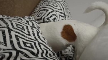 Active dog playing with pillows on bed in living room, looking for hidden toy. Naughty pet, dog bad behavior