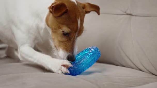 Cão Bonito Brincando Com Brinquedo Casa Pet Recebe Tratar Anel — Vídeo de Stock