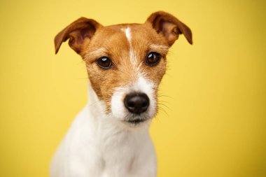 Curious interested dog looks into camera. Jack russell terrier closeup portrait on yellow background. Funny pet