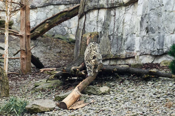 Snow Leopard Resting Nature Background Panthera Uncia Potrait — Fotografia de Stock