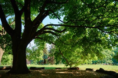 Parkta yeşil yaprakları olan büyük bir ağaç. Yaz günü çayırdaki meşe ağacı. Doğa arkaplanı