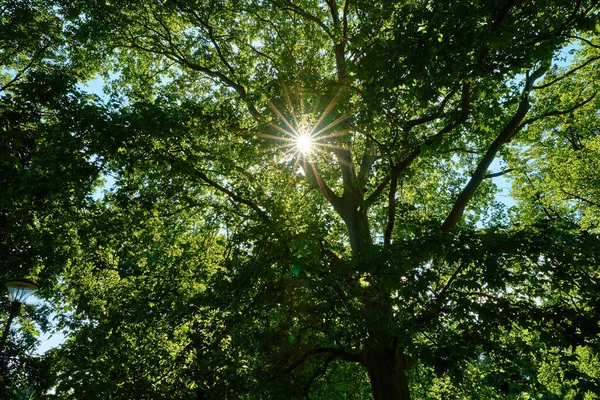 Sun Shining Oak Tree Green Leaves Summer Day — Stock Photo, Image