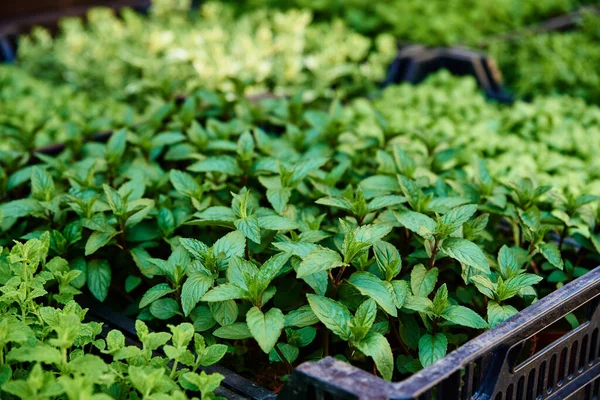 Plántulas Verdes Maceta Para Venta Mercado Agricultores Cuidado Trasplante Plantas —  Fotos de Stock
