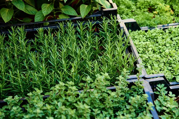 stock image Green seedlings in pot for sale at farmer market. Plant care and transplanting in spring