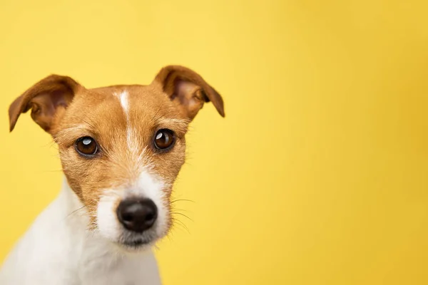 Curious Interested Dog Looks Camera Jack Russell Terrier Closeup Portrait — Stock fotografie