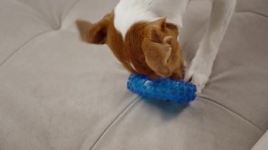 Evde oyuncaklarla oynayan sevimli bir köpek. Evcil hayvanlara kauçuk halkadan yemek ikram edilir. Aktif Jack Russell teriyer köpek çiğneme oyuncağı