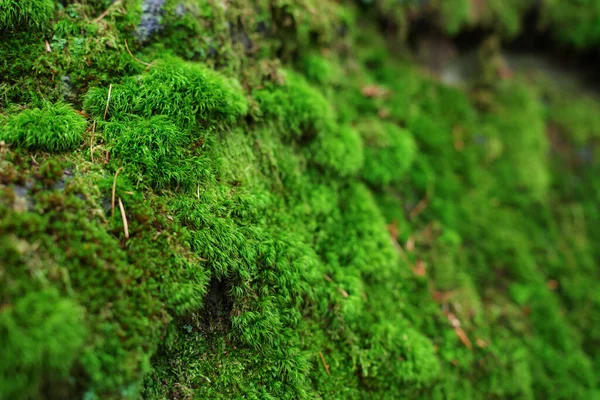 Makro Strzał Naturalnego Mchu Piękna Jasnozielona Mszalna Konsystencja Terenie Lasu — Zdjęcie stockowe