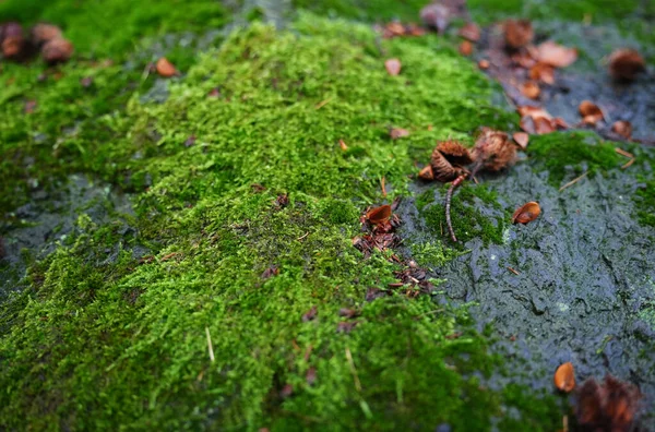 Macro Musgo Natural Hermosa Textura Musgosa Verde Brillante Suelo Del — Foto de Stock