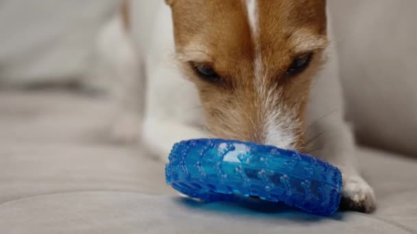 Cão Bonito Brincando Com Brinquedo Casa Pet Recebe Tratar Anel — Vídeo de Stock