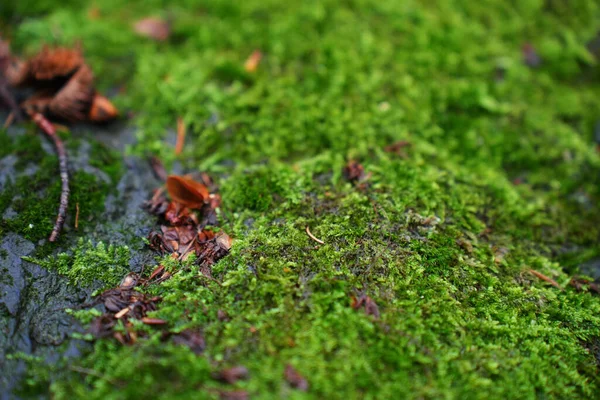 Макро Кадр Натурального Мха Ярко Зеленая Текстура Лесной Почве — стоковое фото