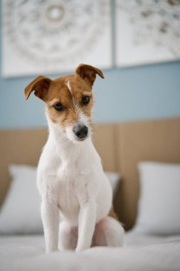 Oturma odasındaki yatakta oturan sevimli köpek, kapat. Sevimli evcil hayvan. Jack Russell Terrier portresi.
