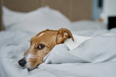 Yatak odasında yalnız, sevimli bir köpek dinleniyor. Sıkılmış yalnız hayvan yatakta uyuyor, kapat.