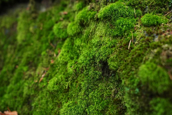 Макрозйомка Природного Моху Красива Яскраво Зелена Мохоподібна Текстура Лісовій Землі — стокове фото