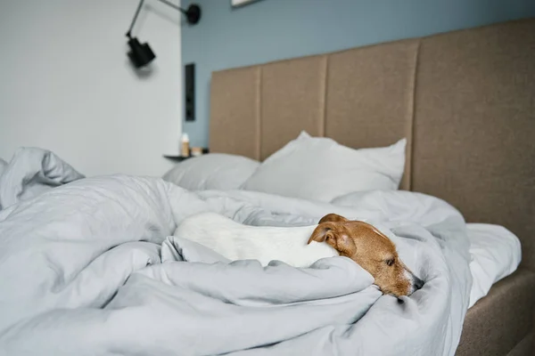 Cão Solitário Bonito Descansando Quarto Aborrecido Solitário Animal Estimação Dormir — Fotografia de Stock