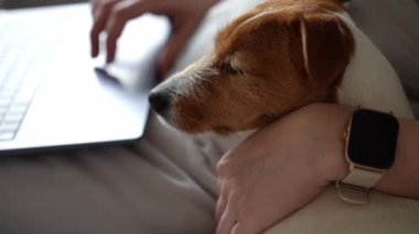 Kadın köpekle yatakta yatıyor ve çalışmak için dizüstü bilgisayar kullanıyor. Rahat bir iş yeri, evden çalışma..
