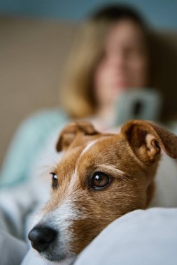 Sabahları tatlı köpekli bir kadın yatakta dinleniyor ve akıllı telefon kullanıyor, tembel bir sabah. Birlikte vakit geçirmek, evcil hayvan sevgisi.