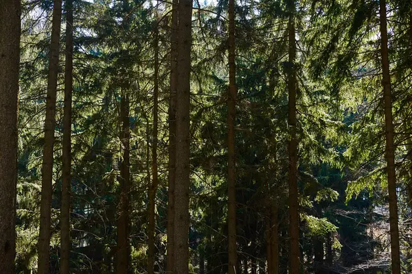 Gyönyörű Erdő Táj Zöld Fák Nyári Nap Természet Háttér — Stock Fotó