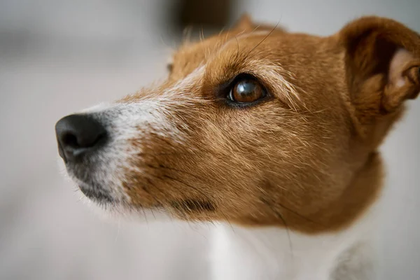 Cute dog portrait. Close up shot of pet headshot. Jack Russell Terrier looking in window
