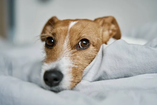 Одинокая Милая Собака Отдыхает Спальне Скучный Одинокий Питомец Спит Кровати — стоковое фото
