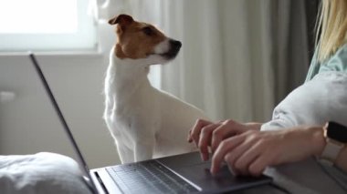 Kadın köpekle yatakta yatıyor ve çalışmak için dizüstü bilgisayar kullanıyor. Rahat bir iş yeri, evden çalışma..