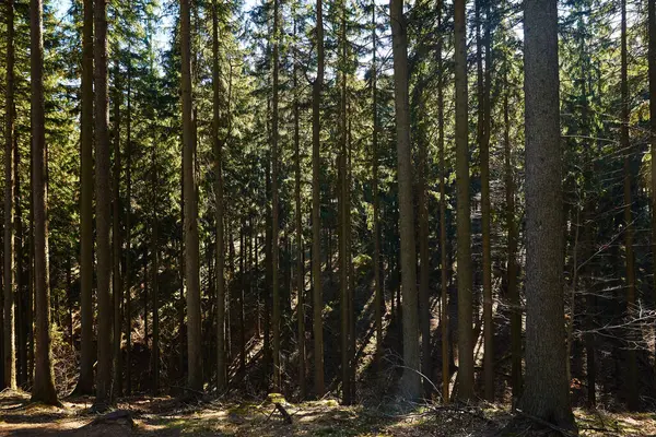Bela Paisagem Florestal Com Árvores Verdes Dia Verão Fundo Natureza — Fotografia de Stock