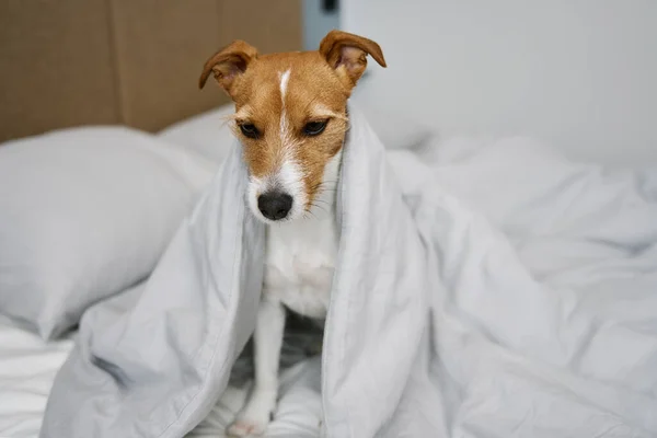 Симпатичная Собака Спальне Животное Лежит Кровати Выглядывает Одеяла — стоковое фото