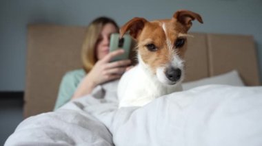 Sabahları tatlı köpekli bir kadın yatakta dinleniyor ve akıllı telefon kullanıyor, tembel bir sabah. Birlikte vakit geçirmek, evcil hayvan sevgisi.